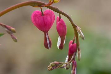 Dicentra spectabilis pink bleeding hearts in bloom on the branches, flowering plant in springtime...