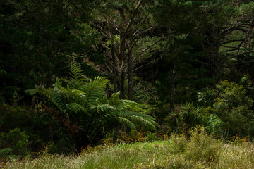Fototapeta na wymiar Ferns New Zealand