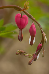 Dicentra spectabilis pink bleeding hearts in bloom on the branches, flowering plant in springtime...
