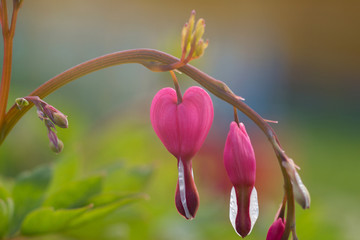 Dicentra spectabilis pink bleeding hearts in bloom on the branches, flowering plant in springtime...
