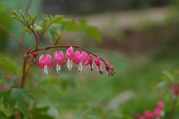 Dicentra spectabilis pink bleeding hearts in bloom on the branches, flowering plant in springtime...