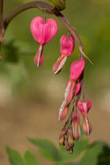 Dicentra spectabilis pink bleeding hearts in bloom on the branches, flowering plant in springtime garden, romantic flowers, green leaves and stem.