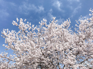 桜　春　満開　