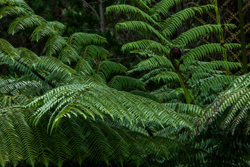 Fototapeta na wymiar Ferns New Zealand