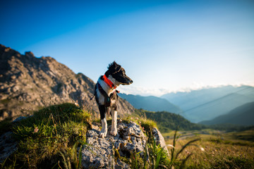 australian shepherd