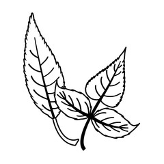 Isolated two autumn leaves vector design