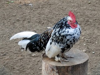 rooster