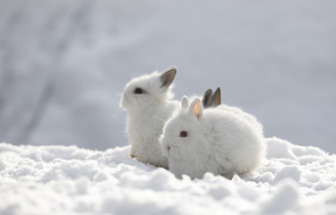 two little white rabbit in the snow in winter