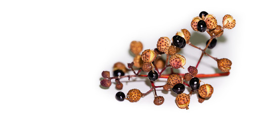 Close-up of seeds and fruits Sichuan Pepper (Zanthoxylum piperitum) on white background....