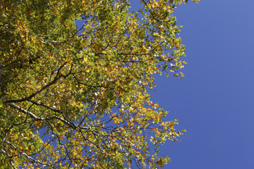 Bottom view to the colourful leqves against blue sky