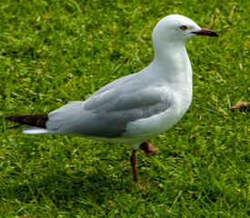 Seagull New Zealand