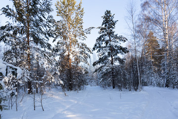 Day in winter forest