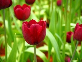 Beautiful Blooming tulips on the garden