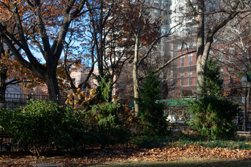 Fototapeta na wymiar Plants and Trees at at Washington Square Park during Autumn in New York City