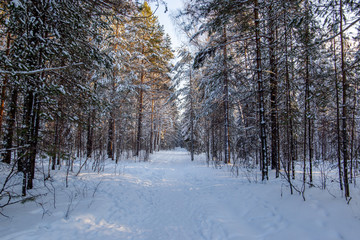 Road in winter forest with pine trees in snow