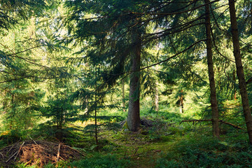 forest closeup, beautiful summer landscape, sunlight shines through branches, trees with shadows and trail - travel destination scenic, carpathian mountains