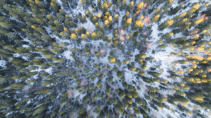Aerial view of forest during winter day. Beautiful trees. 