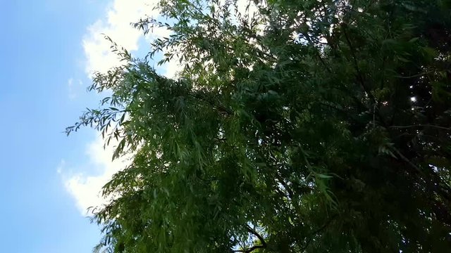 Willow tree branches swinging in the wind under the blue sky. 