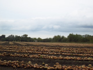 Fototapeta premium onion field