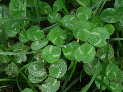 shamrock