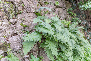 Fougères sur un mur en pierres