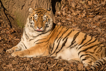 siberian tiger laying on ground in leaves in the sun with tongue out