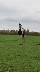 Fototapeta premium Horse