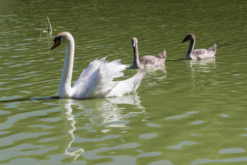 swan and cygnets