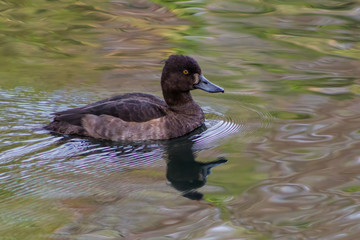 Tufted Duck on a Pond