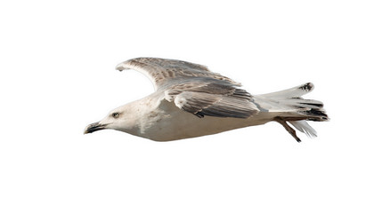 Obraz premium seagull in flight from the side isolated
