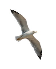 seagull in flight from bottom diagonal on white