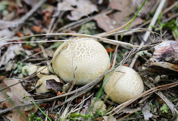 Ansicht eines Pilz im Herbst im Wald