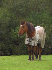 Fototapeta premium Horse