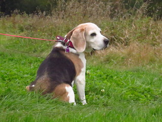 Beagle