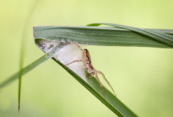 eine Spinne in ihrem eigenen Spinnennetz auf Beute wartend