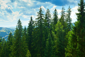 beautiful summer landscape, spruces on hills, cloudy sky and wildflowers - travel destination scenic, carpathian mountains