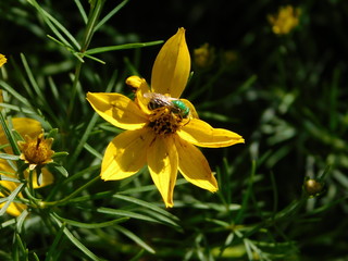 bee on flower
