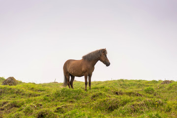 Foggy morning landscape with brown horse on horizon.