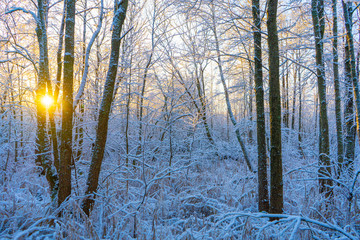 Bright winter day in Sweden. Frosted trees and snowy ground. Winter in scandinavia. Landscape wallpaper. Nature photo.