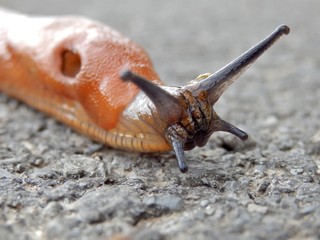 snail
