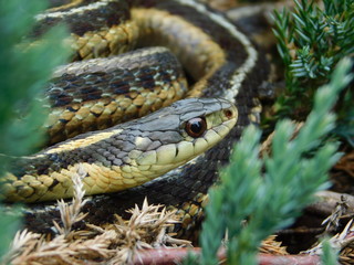 closeup of snake