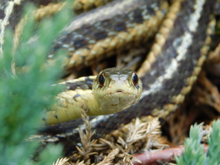 snake