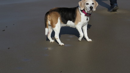 beagle