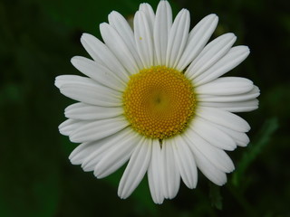 white daisy
