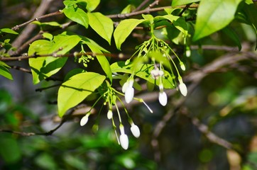 Naklejka premium green leaves of a tree