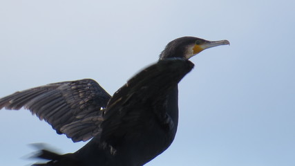 black bird