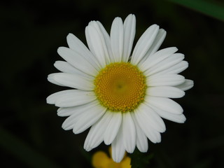 white daisy