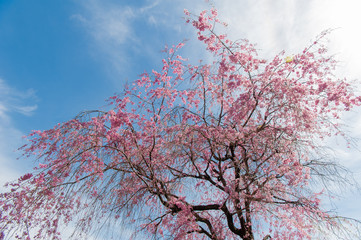 Cherry blossom festival at Chidorigafuchi Park, Beautiful sakura in full bloom in a famous touristic spot next to the Imperial Palace, Chidorigafuchi Park. Tokyo, Japan.