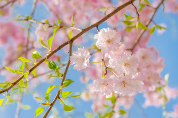 Cherry blossom festival at Chidorigafuchi Park, Beautiful sakura in full bloom in a famous touristic spot next to the Imperial Palace, Chidorigafuchi Park. Tokyo, Japan.