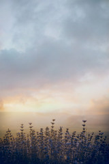 A branch of lavender with flowers during golden hour at sunset. Trendy tone Classic Blue, Color of the year 2020.